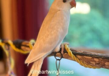 Indian Ringneck Babies