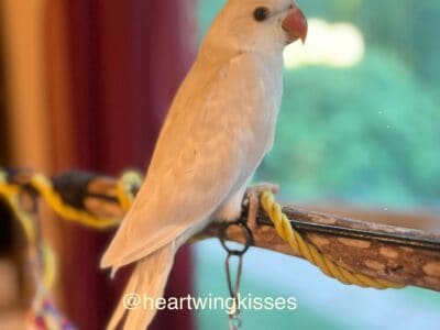 Indian Ringneck Babies