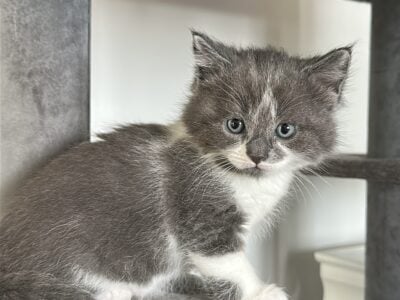 Siberian kittens