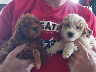F1b mini goldendoodle