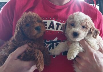 F1b mini goldendoodle