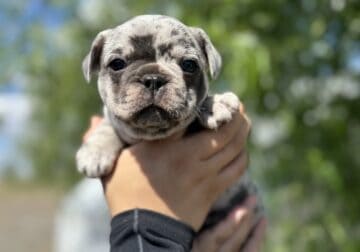 Lilac Merle French Bulldog