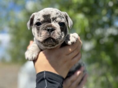 Lilac Merle French Bulldog