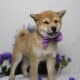 AKC Shiba Inu Larry