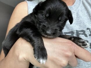 Australian Shepard #9