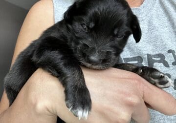 Australian Shepard #9