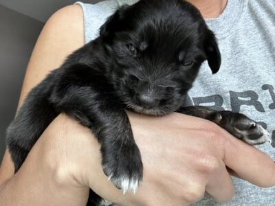 Australian Shepard #9