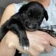 Australian Shepard #9