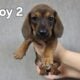 Miniature Dachshund puppies