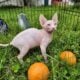 Canadian Sphynx odd eye