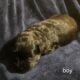 MINIATURE SCHNAUZER