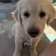 AKC Golden Retrievers