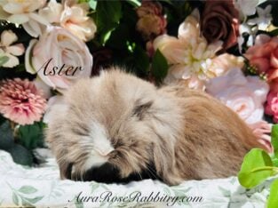 Full European Teddywidder babies