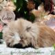 Full European Teddywidder babies