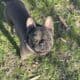 Lilac Merle French Bulldog