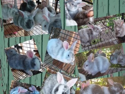 Tamuk rabbits $50