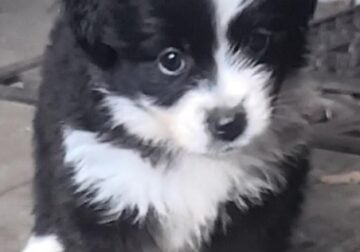 Puppy