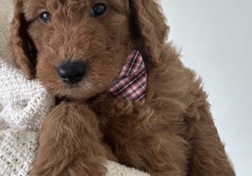 Red Goldendoodle Boy Duke