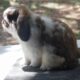 Holland lop