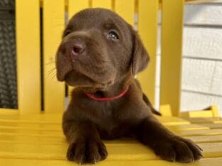 LABrador Retriever Puppies AKC Registered