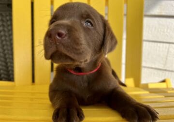 LABrador Retriever Puppies AKC Registered