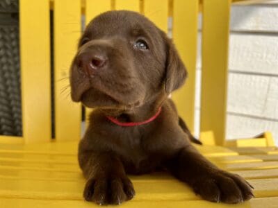 LABrador Retriever Puppies AKC Registered