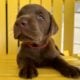LABrador Retriever Puppies AKC Registered