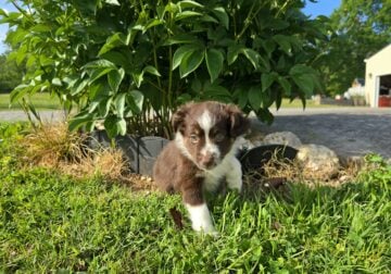 Cocoa – Micro/Toy Australian Shepherd