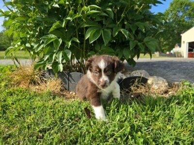 Cocoa – Micro/Toy Australian Shepherd
