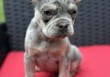 AKC Lilac Merle French Bulldog