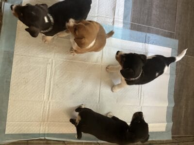 Jack Russell