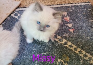 Purebred Ragdoll kittens ready to go!