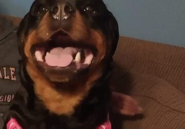 German Rottweiler