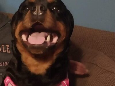 German Rottweiler