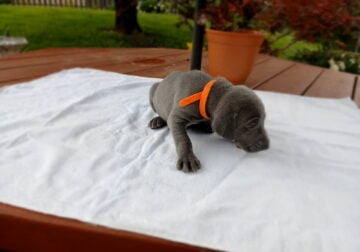 Weimaraner Puppies