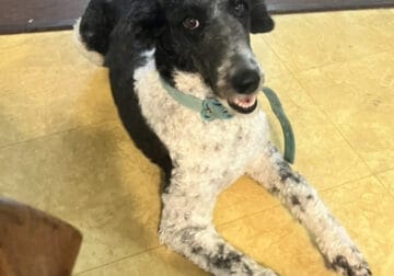 AKC Standard Poodle Female Parti black white
