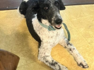 AKC Standard Poodle Female Parti black white