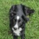 Purebred Border Collie (Max)