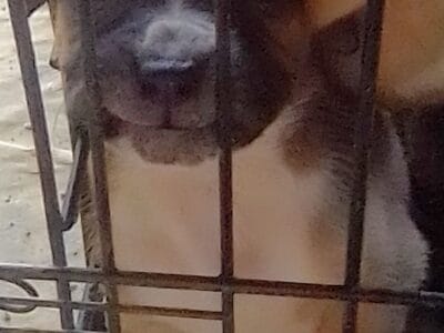 Puppies!! Albino boxer/cane Corsomix