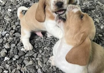 Basset