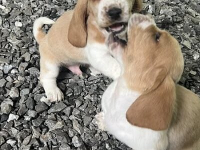 Basset