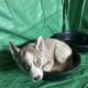 Pure bred Siberian husky