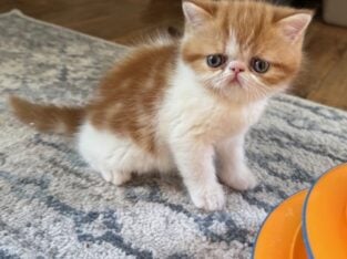 Beautiful CFA Exotic Shorthair Kittens