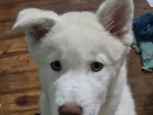 Bluey the Siberian husky