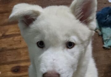 Bluey the Siberian husky
