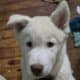 Bluey the Siberian husky