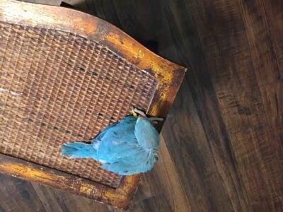 Indian Ringneck babys