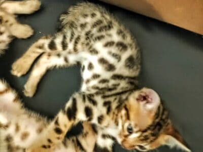 Gorgeous Purebread Bengal Kittens
