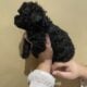 Ckc poodles