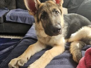 7 mo old German shepherd puppy